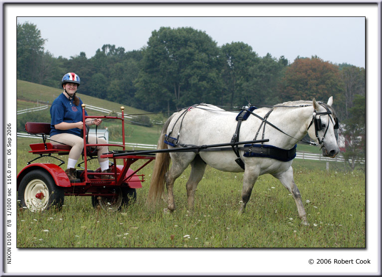 Horse Pulling Cart