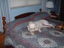 Filename=image0007.jpg
Filesize=81KiB
Dimensions=600x450
Date added=Mar 05, 2005 image0007.jpg