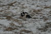 DSC_0060.jpg