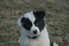 Filename=DSC_0497.jpg
Filesize=53KiB
Dimensions=724x486
Date added=Jan 11, 2009 DSC_0497.jpg