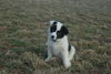 Filename=DSC_0498.jpg
Filesize=100KiB
Dimensions=724x486
Date added=Jan 11, 2009 DSC_0498.jpg