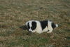 Filename=DSC_0507.jpg
Filesize=118KiB
Dimensions=724x486
Date added=Jan 11, 2009 DSC_0507.jpg