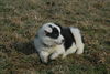 Filename=DSC_0513.jpg
Filesize=107KiB
Dimensions=724x486
Date added=Jan 11, 2009 DSC_0513.jpg