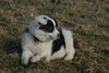 Filename=DSC_0515.jpg
Filesize=94KiB
Dimensions=724x486
Date added=Jan 11, 2009 DSC_0515.jpg