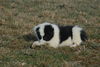 Filename=DSC_0517.jpg
Filesize=106KiB
Dimensions=724x486
Date added=Jan 11, 2009 DSC_0517.jpg