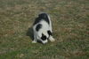 Filename=DSC_0538.jpg
Filesize=110KiB
Dimensions=724x486
Date added=Jan 11, 2009 DSC_0538.jpg