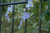 Filename=image0003.jpg
Filesize=89KiB
Dimensions=752x500
Date added=Nov 07, 2005 image0003.jpg