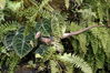 Filename=image0013.jpg
Filesize=184KiB
Dimensions=752x500
Date added=Nov 07, 2005 image0013.jpg