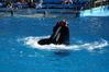 Filename=image0060.jpg
Filesize=159KiB
Dimensions=752x500
Date added=Nov 07, 2005 image0060.jpg