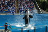 Filename=image0076.jpg
Filesize=170KiB
Dimensions=752x500
Date added=Nov 07, 2005 image0076.jpg