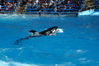 Filename=image0078.jpg
Filesize=147KiB
Dimensions=752x500
Date added=Nov 07, 2005 image0078.jpg