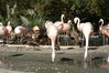 Filename=image0087.jpg
Filesize=131KiB
Dimensions=752x500
Date added=Nov 07, 2005 image0087.jpg