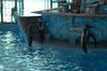Filename=image0097.jpg
Filesize=150KiB
Dimensions=752x500
Date added=Nov 07, 2005 image0097.jpg
