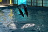 Filename=image0099.jpg
Filesize=171KiB
Dimensions=752x500
Date added=Nov 07, 2005 image0099.jpg