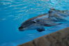 Filename=image0109.jpg
Filesize=99KiB
Dimensions=752x500
Date added=Nov 07, 2005 image0109.jpg