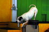 Filename=DSC_0038.JPG
Filesize=112KiB
Dimensions=1024x687
Date added=May 28, 2006 DSC_0038.JPG