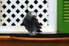 Filename=DSC_0181.JPG
Filesize=119KiB
Dimensions=1024x687
Date added=May 28, 2006 DSC_0181.JPG