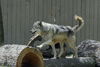 Filename=DSC_0191.JPG
Filesize=118KiB
Dimensions=1024x687
Date added=May 28, 2006 DSC_0191.JPG
