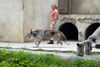 Filename=DSC_0234.JPG
Filesize=162KiB
Dimensions=1024x687
Date added=May 28, 2006 DSC_0234.JPG