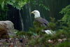 Filename=DSC_0306.JPG
Filesize=106KiB
Dimensions=1024x687
Date added=May 28, 2006 DSC_0306.JPG