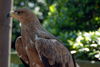 Filename=DSC_0317.JPG
Filesize=97KiB
Dimensions=1024x687
Date added=May 28, 2006 DSC_0317.JPG
