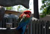 Filename=DSC_0397.JPG
Filesize=93KiB
Dimensions=1024x687
Date added=May 28, 2006 DSC_0397.JPG