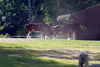 Filename=DSC_0433.JPG
Filesize=139KiB
Dimensions=1024x687
Date added=May 28, 2006 DSC_0433.JPG