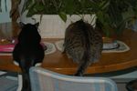 Filename=image0001.jpg
Filesize=53KiB
Dimensions=602x400
Date added=Mar 03, 2005 image0001.jpg