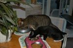 Filename=image0007.jpg
Filesize=61KiB
Dimensions=602x400
Date added=Mar 03, 2005 image0007.jpg