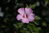 Filename=DSC_0040.jpg
Filesize=49KiB
Dimensions=752x500
Date added=Apr 12, 2007 DSC_0040.jpg