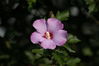 Filename=DSC_0041.jpg
Filesize=49KiB
Dimensions=752x500
Date added=Apr 12, 2007 DSC_0041.jpg