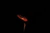 Filename=DSC_0163.jpg
Filesize=24KiB
Dimensions=724x486
Date added=Jul 04, 2007 DSC_0163.jpg