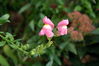 Filename=image0008.jpg
Filesize=57KiB
Dimensions=752x500
Date added=Jun 04, 2006 image0008.jpg