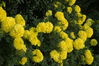 Filename=image0013.jpg
Filesize=117KiB
Dimensions=752x500
Date added=Jun 04, 2006 image0013.jpg