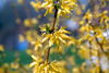 Filename=DSC_0017.jpg
Filesize=75KiB
Dimensions=724x486
Date added=Jun 04, 2006 DSC_0017.jpg
