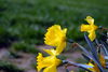 Filename=DSC_0020.jpg
Filesize=61KiB
Dimensions=724x486
Date added=Jun 04, 2006 DSC_0020.jpg