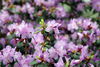 Filename=DSC_0005.jpg
Filesize=92KiB
Dimensions=724x486
Date added=Jun 04, 2006 DSC_0005.jpg
