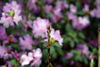 Filename=DSC_0006.jpg
Filesize=60KiB
Dimensions=724x486
Date added=Jun 04, 2006 DSC_0006.jpg