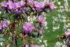 Filename=DSC_0010.jpg
Filesize=109KiB
Dimensions=724x486
Date added=Jun 04, 2006 DSC_0010.jpg