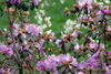 Filename=DSC_0011.jpg
Filesize=116KiB
Dimensions=724x486
Date added=Jun 04, 2006 DSC_0011.jpg