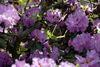 Filename=DSC_0013.jpg
Filesize=96KiB
Dimensions=724x486
Date added=Jun 04, 2006 DSC_0013.jpg