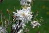 Filename=DSC_0023.jpg
Filesize=58KiB
Dimensions=724x486
Date added=Jun 04, 2006 DSC_0023.jpg