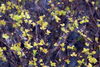 Filename=DSC_0031.jpg
Filesize=123KiB
Dimensions=724x486
Date added=Jun 04, 2006 DSC_0031.jpg