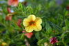 Filename=DSC_0004.jpg
Filesize=68KiB
Dimensions=724x486
Date added=Jun 04, 2006 DSC_0004.jpg