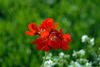 Filename=DSC_0006.jpg
Filesize=55KiB
Dimensions=724x486
Date added=Jun 04, 2006 DSC_0006.jpg
