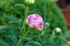 Filename=DSC_0013.jpg
Filesize=57KiB
Dimensions=724x486
Date added=Jun 04, 2006 DSC_0013.jpg