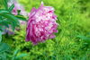 Filename=DSC_0014.jpg
Filesize=87KiB
Dimensions=724x486
Date added=Jun 04, 2006 DSC_0014.jpg