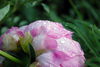 Filename=DSC_0015.jpg
Filesize=59KiB
Dimensions=724x486
Date added=Jun 04, 2006 DSC_0015.jpg