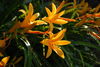 Filename=DSC_0018.jpg
Filesize=92KiB
Dimensions=724x486
Date added=Jun 04, 2006 DSC_0018.jpg