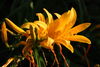 Filename=DSC_0019.jpg
Filesize=76KiB
Dimensions=724x486
Date added=Jun 04, 2006 DSC_0019.jpg